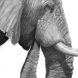 Elefant