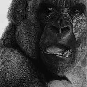 Gorilla I