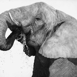 Trinkender Elefant