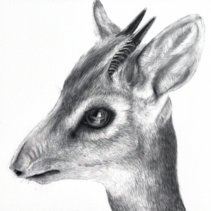 Dikdik II