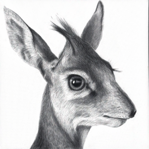 Dikdik I