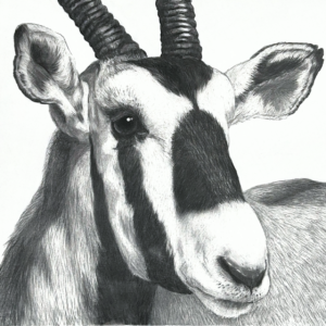 Oryx